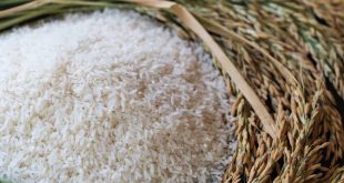 तांदूळ हजार रुपये किलो… कुठे मिळतोय?