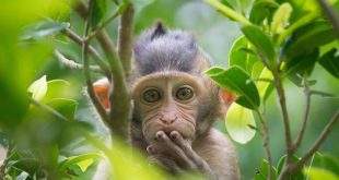 झाडावर उलटे टांगून माकडावर अत्याचार : कारवाईची मागणी
