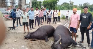 बिजली करंट से 1 गर्भवती सहित 2 भैंसों की दर्दनाक मौत