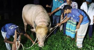 ‘डोनाल्ड ट्रंप’नामक भूरा भैंसा की कुर्बानी देने पर सरकार ने लगाई रोक